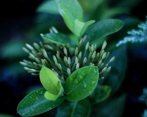 Flower bud and leaves